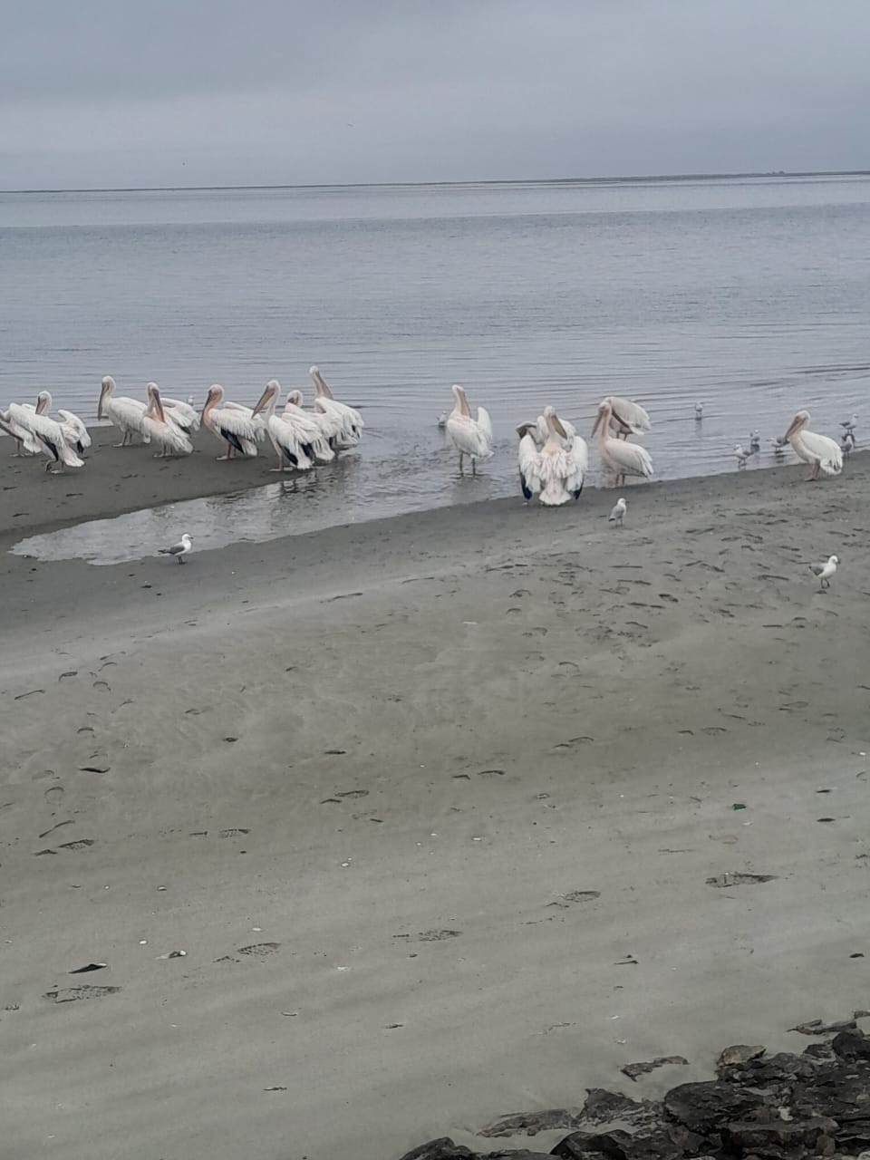 Flamingos along Namibia's coast